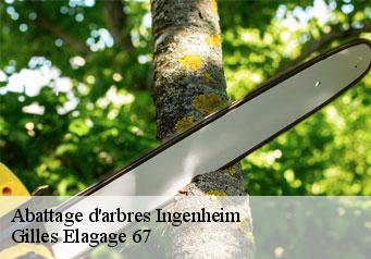 Abattage d'arbres  ingenheim-67270 Gilles Elagage 67