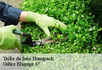 Taille de haie  hunspach-67250 Gilles Elagage 67