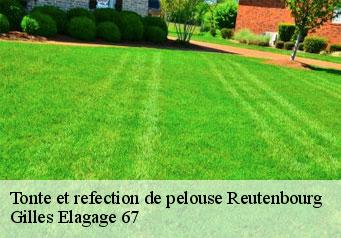 Tonte et refection de pelouse  reutenbourg-67440 Gilles Elagage 67