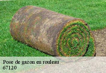 Pose de gazon en rouleau  67120