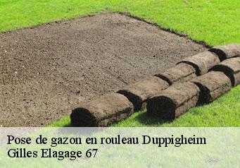 Pose de gazon en rouleau  duppigheim-67120 Gilles Elagage 67